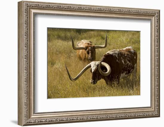 Texas Longhorn, Custer, South Dakota, Usa-Michel Hersen-Framed Photographic Print