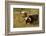 Texas Longhorn, Custer, South Dakota, Usa-Michel Hersen-Framed Photographic Print