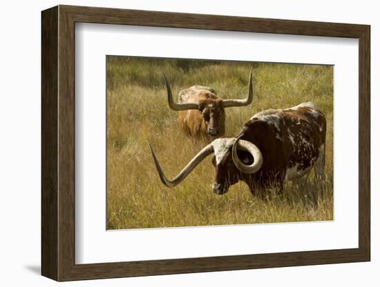 Texas Longhorn, Custer, South Dakota, Usa-Michel Hersen-Framed Photographic Print