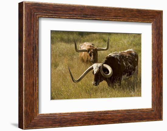 Texas Longhorn, Custer, South Dakota, Usa-Michel Hersen-Framed Photographic Print