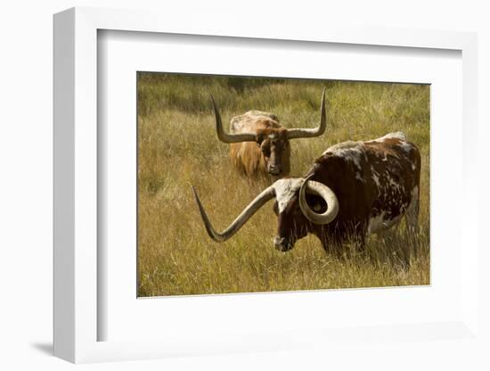 Texas Longhorn, Custer, South Dakota, Usa-Michel Hersen-Framed Photographic Print