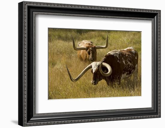 Texas Longhorn, Custer, South Dakota, Usa-Michel Hersen-Framed Photographic Print