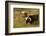 Texas Longhorn, Custer, South Dakota, Usa-Michel Hersen-Framed Photographic Print