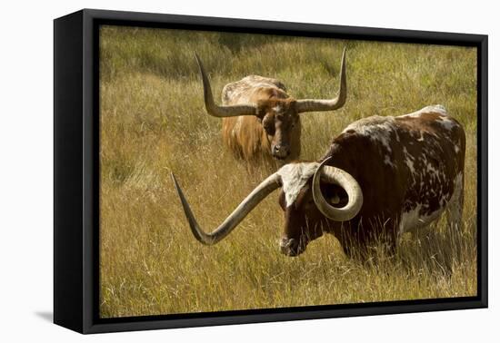 Texas Longhorn, Custer, South Dakota, Usa-Michel Hersen-Framed Premier Image Canvas