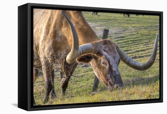 Texas Longhorn, Florida, Usa-Lisa S. Engelbrecht-Framed Premier Image Canvas