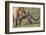 Texas Longhorn, Florida, Usa-Lisa S. Engelbrecht-Framed Photographic Print