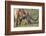 Texas Longhorn, Florida, Usa-Lisa S. Engelbrecht-Framed Photographic Print