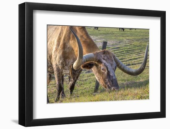 Texas Longhorn, Florida, Usa-Lisa S. Engelbrecht-Framed Photographic Print