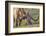 Texas Longhorn, Florida, Usa-Lisa S. Engelbrecht-Framed Photographic Print