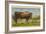 Texas Longhorn Steer-null-Framed Art Print