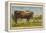 Texas Longhorn Steer-null-Framed Stretched Canvas