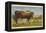 Texas Longhorn Steer-null-Framed Stretched Canvas