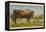 Texas Longhorn Steer-null-Framed Stretched Canvas