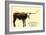 Texas Longhorn Steer-null-Framed Art Print