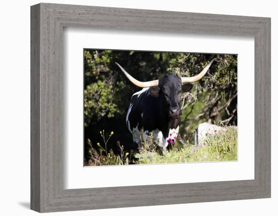 Texas Longhorn-Lynn M^ Stone-Framed Photographic Print