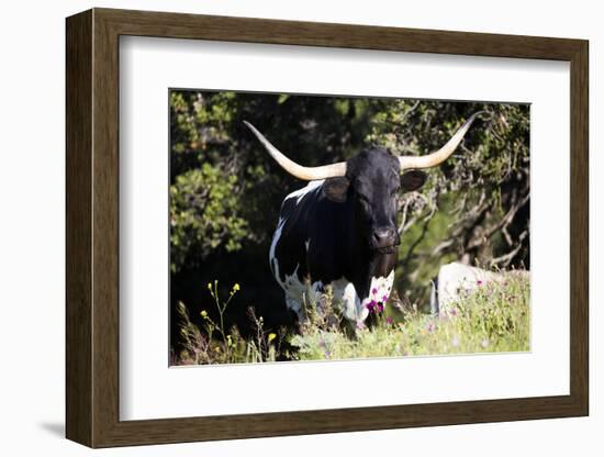 Texas Longhorn-Lynn M^ Stone-Framed Photographic Print