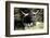 Texas Longhorn-Lynn M^ Stone-Framed Photographic Print