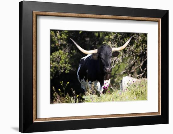 Texas Longhorn-Lynn M^ Stone-Framed Photographic Print