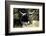 Texas Longhorn-Lynn M^ Stone-Framed Photographic Print