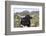 Texas Longhorn-Lynn M^ Stone-Framed Photographic Print