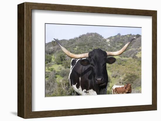 Texas Longhorn-Lynn M^ Stone-Framed Photographic Print