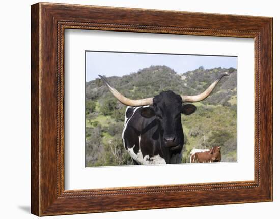 Texas Longhorn-Lynn M^ Stone-Framed Photographic Print