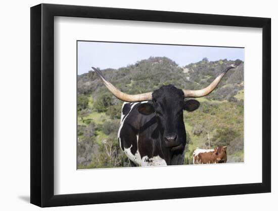 Texas Longhorn-Lynn M^ Stone-Framed Photographic Print