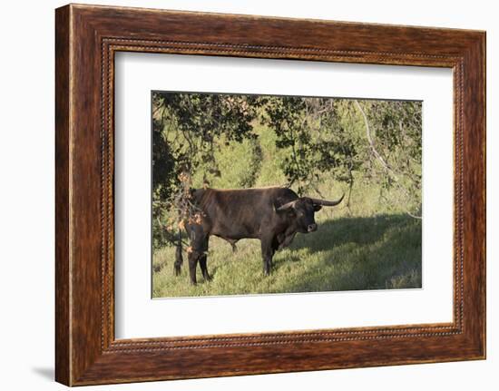 Texas Longhorn-Lynn M^ Stone-Framed Photographic Print