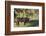 Texas Longhorn-Lynn M^ Stone-Framed Photographic Print