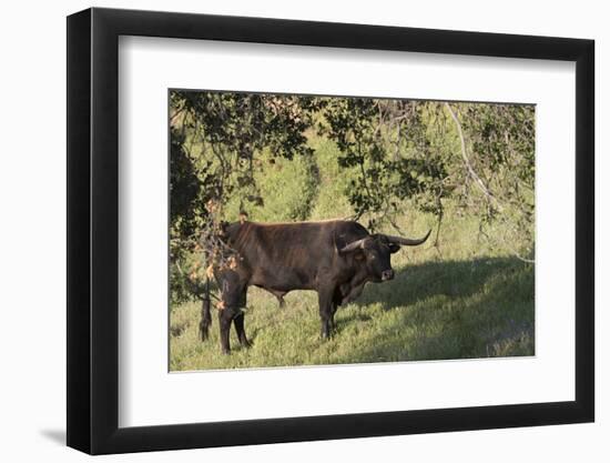 Texas Longhorn-Lynn M^ Stone-Framed Photographic Print