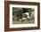 Texas Longhorn-Lynn M^ Stone-Framed Photographic Print