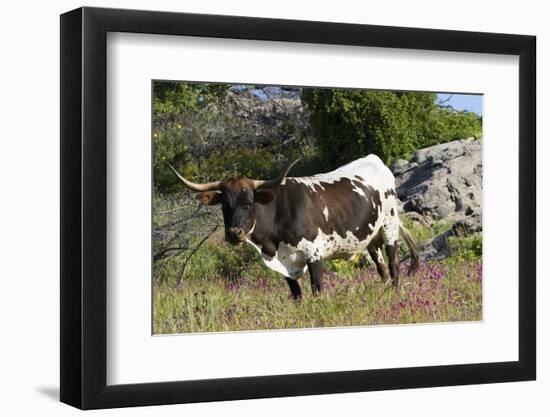 Texas Longhorn-Lynn M^ Stone-Framed Photographic Print