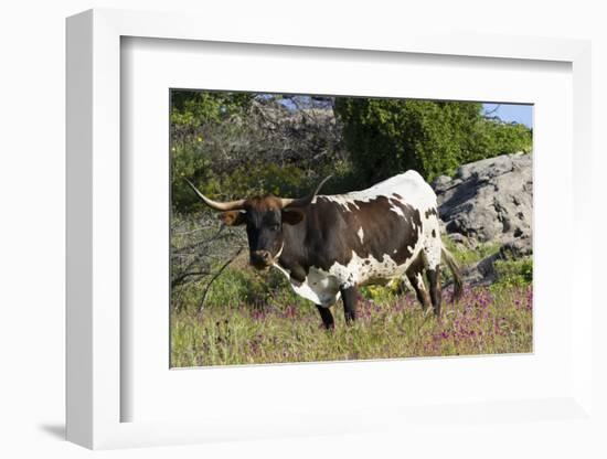 Texas Longhorn-Lynn M^ Stone-Framed Photographic Print