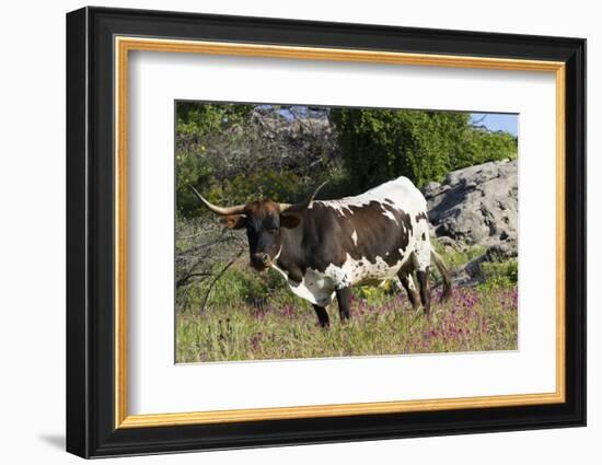 Texas Longhorn-Lynn M^ Stone-Framed Photographic Print