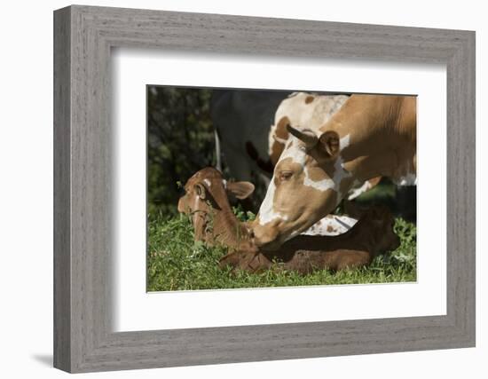 Texas Longhorn-Lynn M^ Stone-Framed Photographic Print