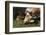 Texas Longhorn-Lynn M^ Stone-Framed Photographic Print