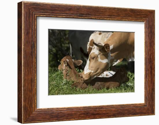 Texas Longhorn-Lynn M^ Stone-Framed Photographic Print