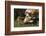 Texas Longhorn-Lynn M^ Stone-Framed Photographic Print