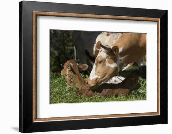 Texas Longhorn-Lynn M^ Stone-Framed Photographic Print