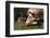 Texas Longhorn-Lynn M^ Stone-Framed Photographic Print