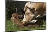 Texas Longhorn-Lynn M^ Stone-Mounted Photographic Print