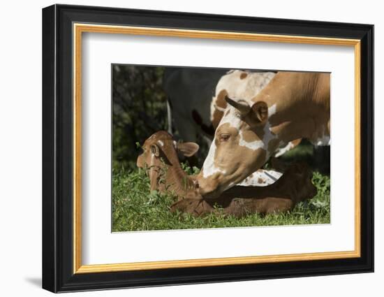 Texas Longhorn-Lynn M^ Stone-Framed Photographic Print