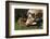 Texas Longhorn-Lynn M^ Stone-Framed Photographic Print