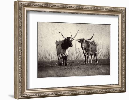 Texas Longhorns Crop-Debra Van Swearingen-Framed Photographic Print