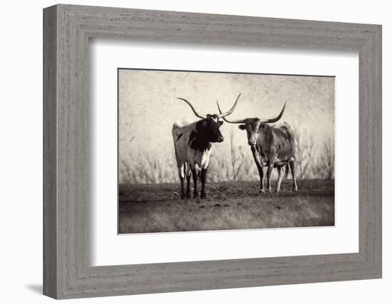 Texas Longhorns Crop-Debra Van Swearingen-Framed Photographic Print