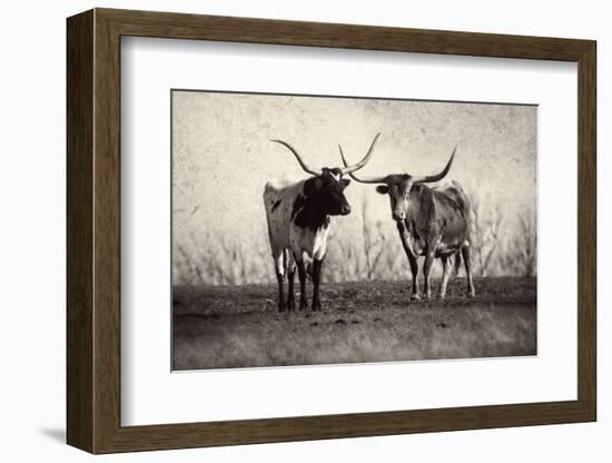 Texas Longhorns Crop-Debra Van Swearingen-Framed Photographic Print