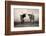 Texas Longhorns Crop-Debra Van Swearingen-Framed Photographic Print