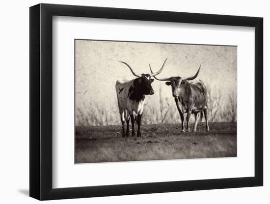 Texas Longhorns Crop-Debra Van Swearingen-Framed Photographic Print