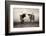 Texas Longhorns Crop-Debra Van Swearingen-Framed Photographic Print
