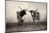 Texas Longhorns Crop-Debra Van Swearingen-Mounted Photographic Print